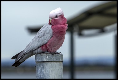 photo of Galah