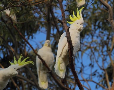 photo of Sulphur-crested Cockatoo
