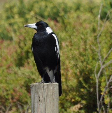 photo of Australian Magpie