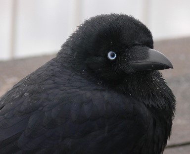 photo of Australian Raven