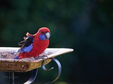 photo of Crimson Rosella