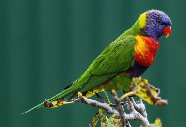 photo of Rainbow Lorikeet